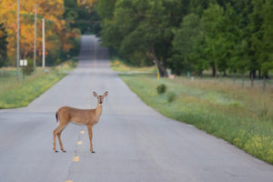 A deer standing still in the middle of a road