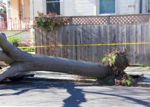 Tornado damage insurance helps when storms strike. Tornadoes can pull trees out of the ground & damage homes and property.