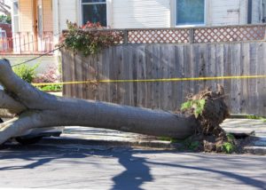 Tornado damage insurance helps when storms strike. Tornadoes can pull trees out of the ground & damage homes and property.